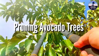 Pruning Avocado Trees High Density Espalier Gardener [upl. by Stephanus]