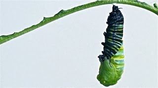 Caterpillar to Chrysalis Metamorphosis Timelapse [upl. by Letnwahs]