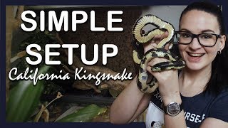 SIMPLE SETUP CALIFORNIA KINGSNAKE [upl. by Aihsyla]