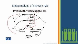 Stages in Estrous Cycle Studies on the Effects  Physiology Practical  ZOO519PLecture08 [upl. by Enitsugua]