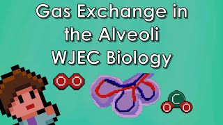 Adaptations of the Alveoli  Biology WJEC  GCSE REVISION [upl. by Airam295]