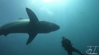 Diver Removes Fishing Hook From Sharks Mouth [upl. by Palmer]