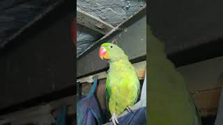 Bolane wala parrot 😍🦜music shots [upl. by Yelrehs82]