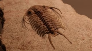 Rare Fossils of Ancient Trilobites [upl. by Irra912]