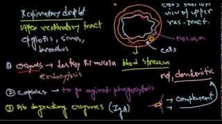 Haemophilus influenzae pathogenesis [upl. by Fransen]