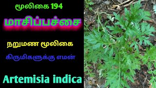 மாசிப்பச்சைமாசிப்பத்திரிArtemisia indicaMasippathiriMaasippachaiAlasal [upl. by Quirk]