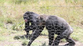 Ol Pejeta Conservancy SweetWaters Chimpanzee Sanctuary February 2020 [upl. by Oninrutas]