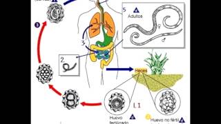 Micro Biologia NEMATODES  Generalidades y Ciclos [upl. by Pardew]