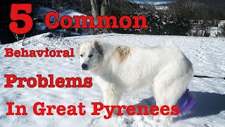 5 common behavioral problems In Great Pyrenees [upl. by Assilam930]