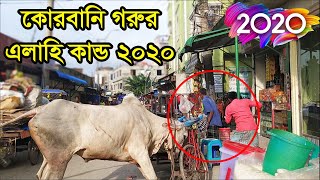 পাগলা গরুর আক্রমন  রাস্তায় নেমে কোরবানি গরুর ভয়ংকর আক্রমন ২০২০  Siddhirganj Gorur Haat [upl. by Bartolemo]