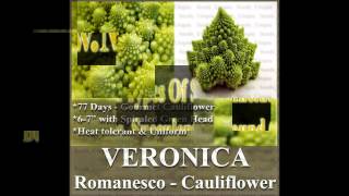 VERONICA ROMANESCO BROCCOFLOWER Cauliflower seeds SEEDS on wwwMySeedsCo [upl. by Idas29]