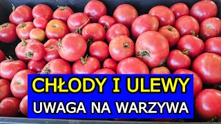 Przygotuj się na Chłody i Ulewy Zagrożone Pomidory Ogórki Marchew Cukinia Seler Dynia Papryka [upl. by Asseral]