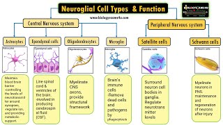 Neuroglial Cell Types by location and Basic function 6 Types of Glial cells and their function [upl. by Cullen]