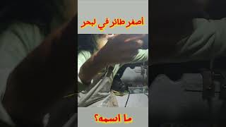 شاهد أصغر طائر في ضيافة الرايس كشتور ادعمنا بالاشتراك من فضلك كشتور شراعطرفاية [upl. by Akenet]