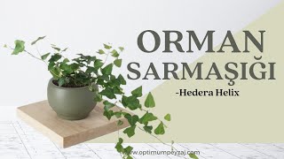 BİTKİ ANSİKLOPEDİSİ  ORMAN SARMAŞIĞI  HEDERA HELİX NEDİR NERELERDE YETİŞİR İSTEKLERİ NELERDİR [upl. by Dilisio]