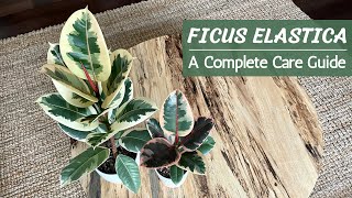 Complete Ficus Elastica Care Guide  Rubber Plant Care and Propagation [upl. by Atiral874]