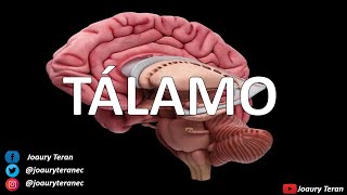 TÁLAMO Conformación Núcleos y sus Funciones [upl. by Gula]