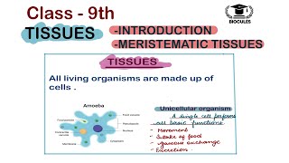 Class 9th  TISSUES  MERISTEMATIC TISSUES  BIOCULES [upl. by Alul654]