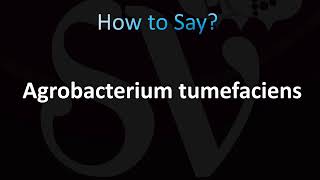 How to Pronounce Agrobacterium tumefaciens Correctly [upl. by Xylon]