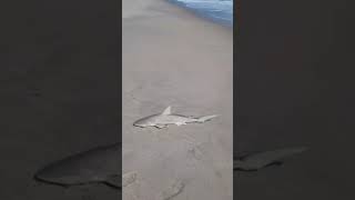 Playalinda beach shark fishing tight lines [upl. by Atnwahs680]