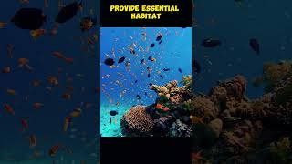 Capturing the Beauty of Coral Reefs Through Underwater Footagesubscribe shorts [upl. by Yroffej]