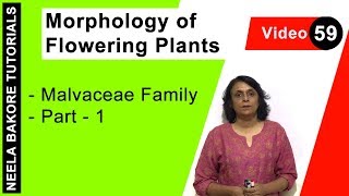 Morphology of Flowering Plants  NEET  Malvaceae Family  Part 1  Neela Bakore Tutorials [upl. by Corsiglia]