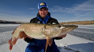 Trophy Ice Fishing Opportunities on Fort Peck [upl. by Cirdec]