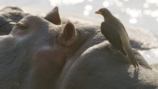 Oxpeckers Take Advantage of Their Hippo Hosts [upl. by Acus116]