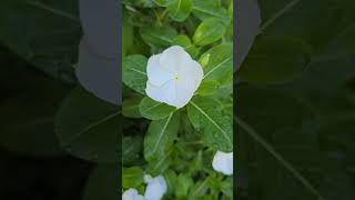 Vincas flowers plants garden nature [upl. by Ettelocin]