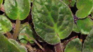 Quick scan on this African Violet plant without any Flowers [upl. by Enileqcaj741]