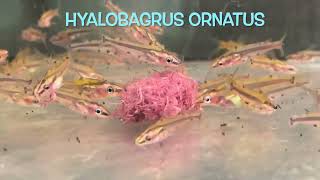 Hyalobagrus ornatus [upl. by Rothberg]