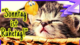 Süße Sonntagsgrüße  GUTE LAUNE Miezen amp Musik 🐱🎶 [upl. by Gavra438]