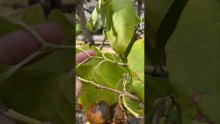 Vangueria madagascariensis on Zamorano campus [upl. by Eiramave2]