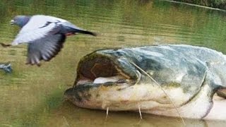 Cet énorme poisson mange des pigeons silure  ZAPPING SAUVAGE [upl. by Scheider]