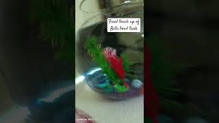 2 part of Betta fish tank aquarium setup homefishaquarium fishtank like youtubeshorts shorts ❤️ [upl. by Fitton13]