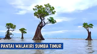 PANTAI WALAKIRI SUMBA TIMUR  Keunikan Pantai Dengan Pohon Mangrove [upl. by Walther726]