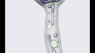 Candida albicans hyphal phenotype [upl. by Nnylaj]