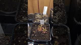 Drosera Plants Have Been Moved Indoors [upl. by Seaden]