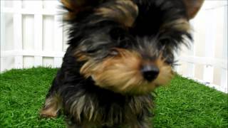 Teacup Yorkie Puppies for sale san diego [upl. by Garrison989]