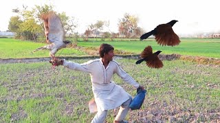 Super hunting of pheasants  Goshawk attack Eagle hunting Sr 24  Raptors Today [upl. by Rog96]