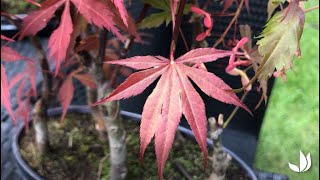 Bonsaï dérable palmé du Japon  acer palmatum  un bonsaï extérieur  Truffaut [upl. by Nitsrek626]