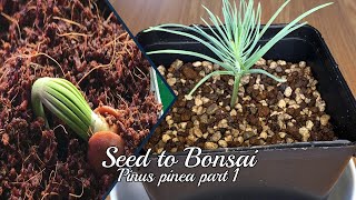 Seed to Bonsai Stone Pine Pinus Pinea 1 [upl. by Newton]