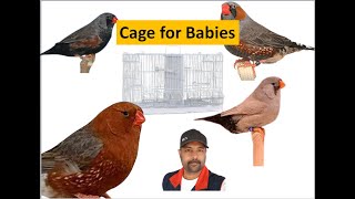 Zebra Finch Birds bought a new cage for Babies Bird flying Cage  Birds  Finches [upl. by Hpesojnhoj844]