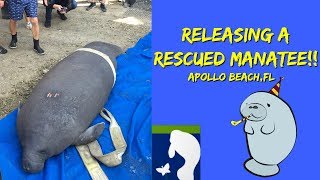 Releasing A Rescued Manatee Tampa Manatee Viewing Center Apollo Beach Florida [upl. by Hbahsur]