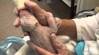 Toronto Zoo polar bear cub newborn [upl. by Yorgos]