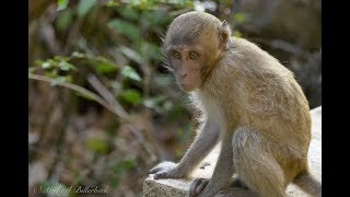 Crabeating or Longtailed Macaque Macaca fascicularis  Javaneraffe oder Langschwanzmakake [upl. by Schwing5]