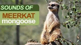 Meerkat Mongoose Sounds  Sonidos de Meerkat  Meerkats Scream  Meerkat Noises [upl. by Broeder]