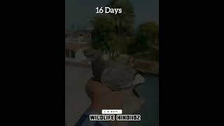 Pigeon Grow In 1 To 30 Days pigeon trending birds grow short [upl. by Etnoj]