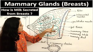 Mammary Glands Class 12  Female Reproductive System  Simplest Explanation  Must Watch For NEET [upl. by Aaberg]