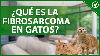 🐱 Fibrosarcoma en Gatos  Causas de Cáncer Síntomas y Tratamiento 🐱🔬 [upl. by Anij]